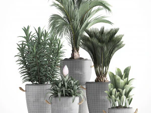 collection exotic plants 379 3D Model