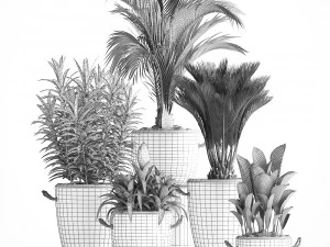 collection exotic plants 379 3D Model