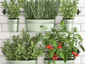 キッチンの手すり上の観葉植物 380 2 3Dモデル