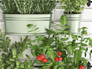 decorative plants for the kitchen on railing 380 2 3D 모델