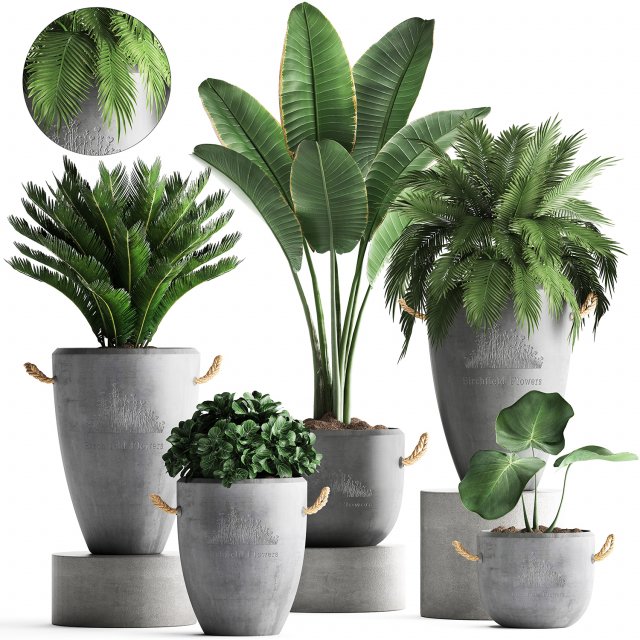 collection exotic plants 381 Model 3D .c4d .max .obj .3ds .fbx .stl .blend 