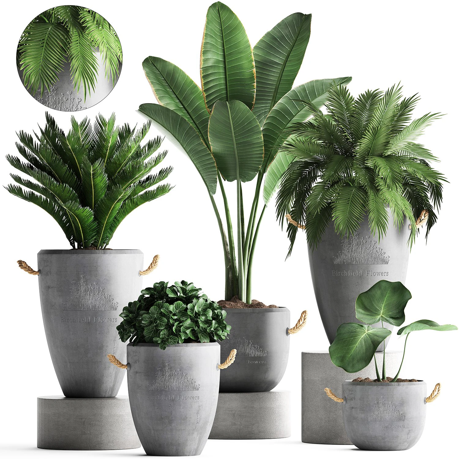 collection exotic plants 381 3D Model .c4d .max .obj .3ds .fbx .stl .blend 