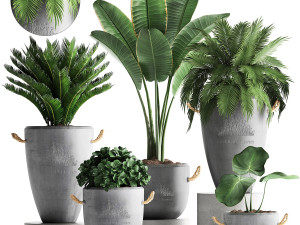 collection exotic plants 381 Modèle 3D