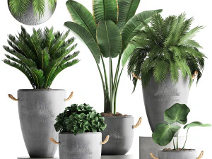 egzotik bitkiler koleksiyonu 381 3D Model