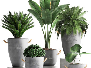 collection exotic plants 381 Model 3D
