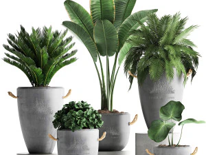 collection exotic plants 381 3D Model