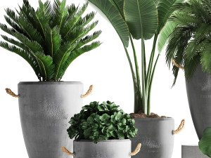 collection exotic plants 381 Model 3D