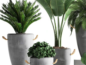 collection exotic plants 381 3D Model