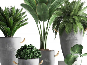 collection exotic plants 381 3D Model