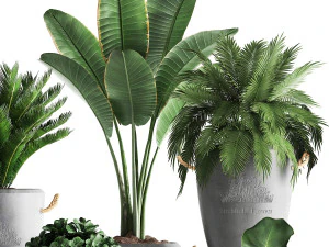 collection exotic plants 381 3D Model
