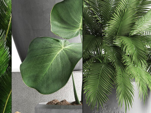 collection exotic plants 381 Model 3D