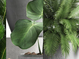 collection exotic plants 381 3D Model