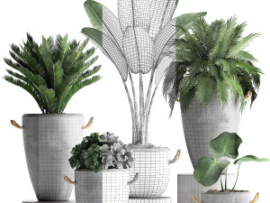 collection exotic plants 381 3D Model