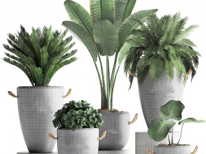 collection exotic plants 381 Model 3D