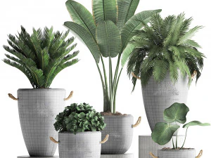 collection exotic plants 381 3D Model