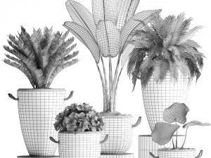 collection exotic plants 381 3D Model