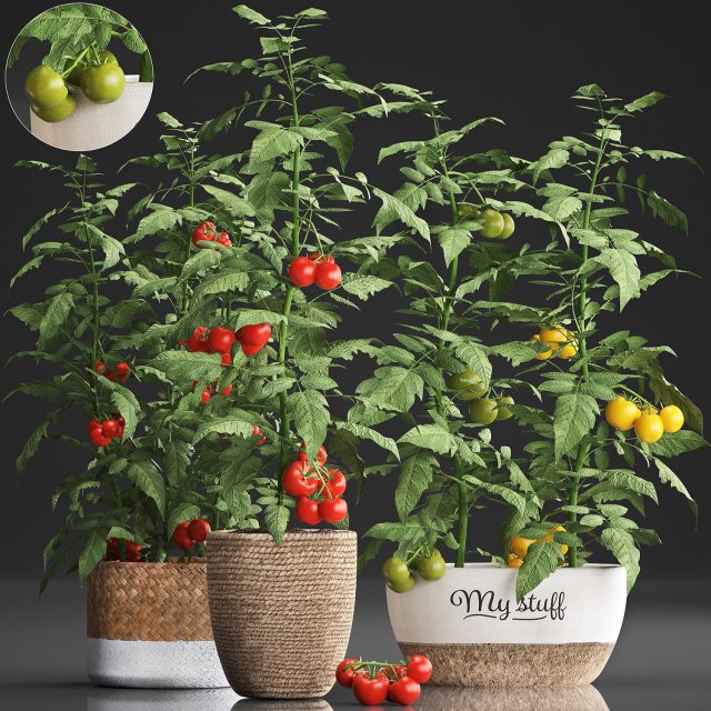 decorative plants for the kitchen 385 tomato 3D Модель .c4d .max .obj .3ds .fbx .stl .blend 