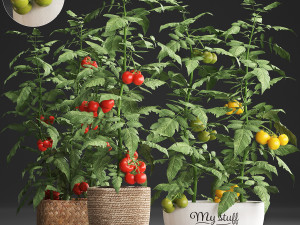 decorative plants for the kitchen 385 tomato 3D Model