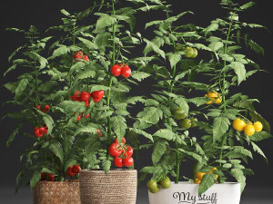 decorative plants for the kitchen 385 tomato 3D Model