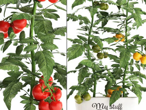 decorative plants for the kitchen 385 tomato 3D Model