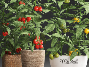 decorative plants for the kitchen 385 tomato 3D Модель