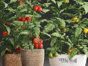 decorative plants for the kitchen 385 tomato 3D Model