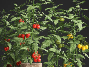 decorative plants for the kitchen 385 tomato 3D Model