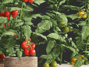 decorative plants for the kitchen 385 tomato 3D Model