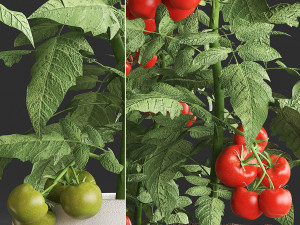 decorative plants for the kitchen 385 tomato 3D Модель