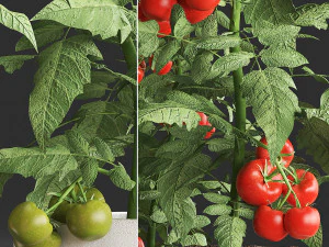 decorative plants for the kitchen 385 tomato 3D Model