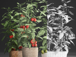 decorative plants for the kitchen 385 tomato 3D Модель