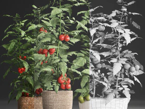 decorative plants for the kitchen 385 tomato 3D Model