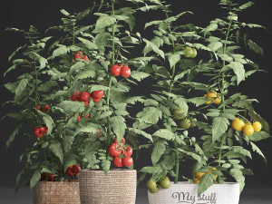 decorative plants for the kitchen 385 tomato 3D Model