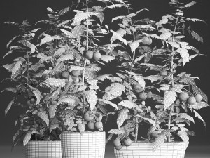 decorative plants for the kitchen 385 tomato 3D Модель