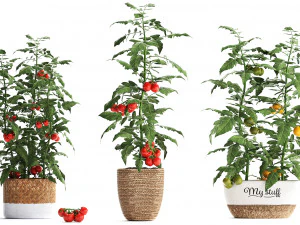 decorative plants for the kitchen 385 tomato 3D Model