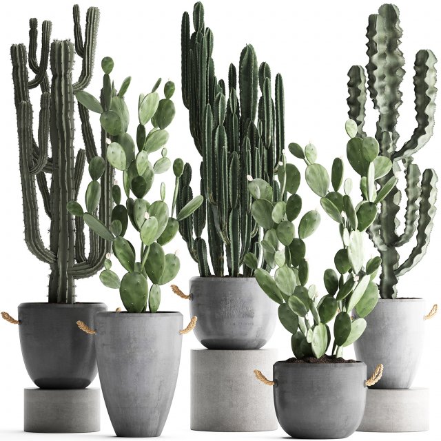 collection of exotic cactus plants 386 3D-Modell .c4d .max .obj .3ds .fbx .stl .blend 