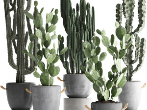 collection of exotic cactus plants 386 3D Model