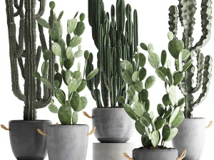 cole&ccedil;&atilde;o de cactos ex&oacute;ticos 386 Modelo 3D