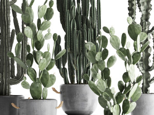 collection of exotic cactus plants 386 3D-Modell