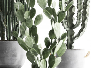 collection of exotic cactus plants 386 3D-Modell