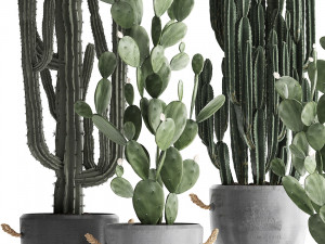 collection of exotic cactus plants 386 3D-Modell