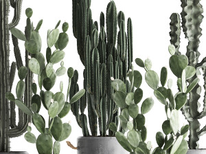 collection of exotic cactus plants 386 3D-Modell
