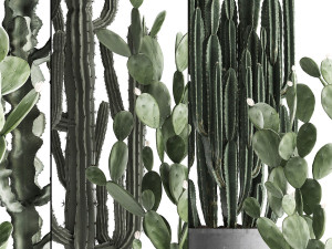 collection of exotic cactus plants 386 3D-Modell