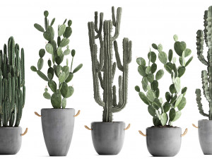 collection of exotic cactus plants 386 3D-Modell