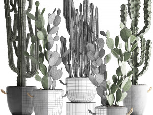collection of exotic cactus plants 386 3D-Modell