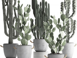 collection of exotic cactus plants 386 3D-Modell