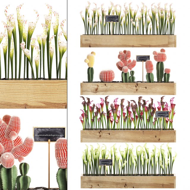 cactus set wall decor vertical garden 44 3D Модель .c4d .max .obj .3ds .fbx .stl .blend 