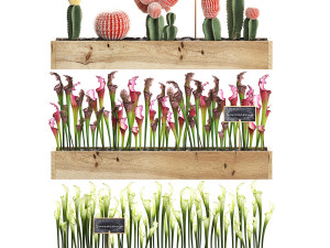 cactus set wall decor vertical garden 44 3D Модель