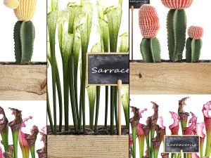 conjunto de cactos decora&ccedil;&atilde;o de parede jardim vertical 44 Modelo 3D