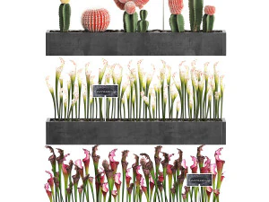 cactus set wall decor vertical garden 45 3D Model